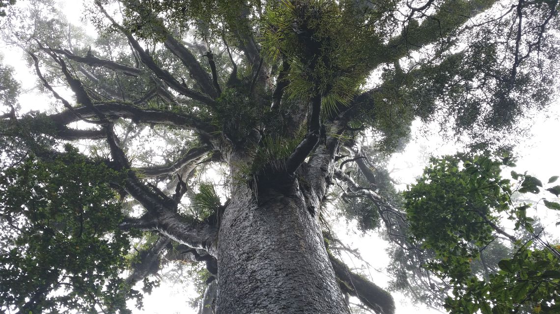 Waipoua Forest Kauri Tree Neuseeland