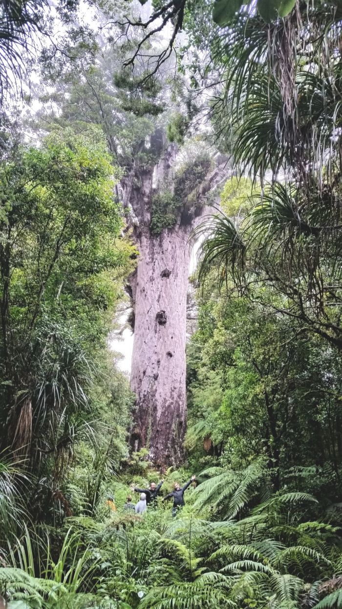 waipoua forest kauri tree lord of the forest tane mahuta