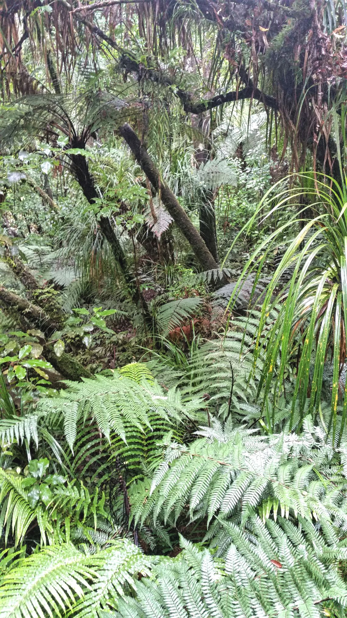 waipoua forest neuseeland